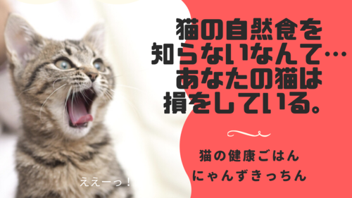 猫の自然食を知らないなんてあなたの猫は損をしている