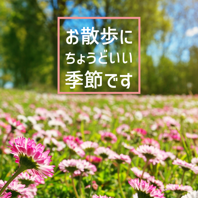 お散歩シーズン