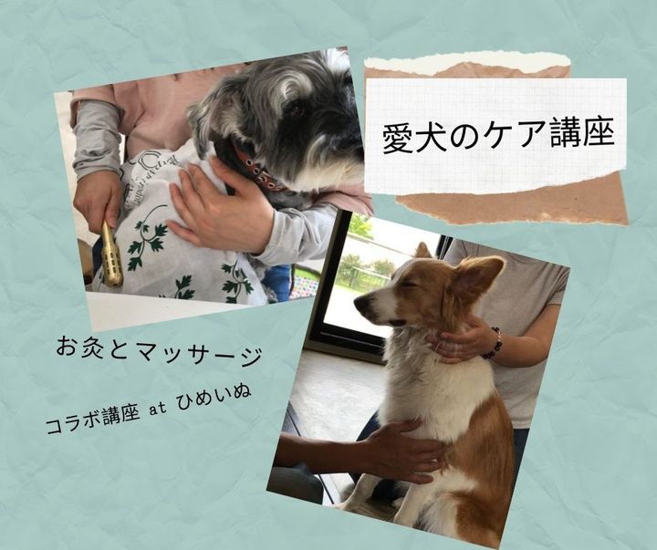 山路美晴 やまじみはる お家でできる愛犬のケア お灸とマッサージ At ひめいぬ リザスト