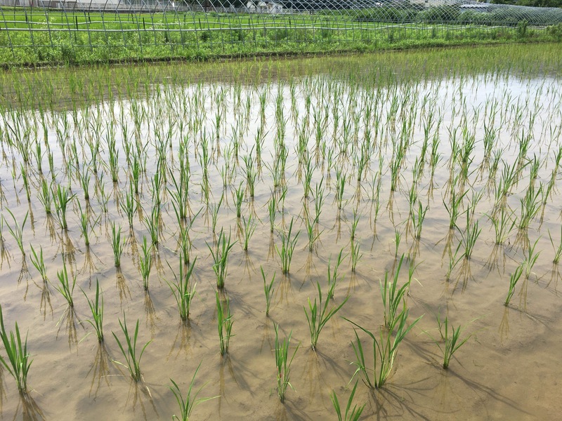 田植え