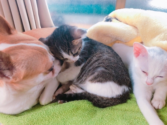 30600_yjdkyzc3njmwmgq0m