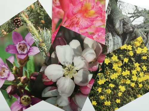 フラワーエッセンスとフラワーカード ゆるまるリラクゼーションセラピー 花のエネルギーと頭蓋骨タッチで小顔と健やかさをあなたへ